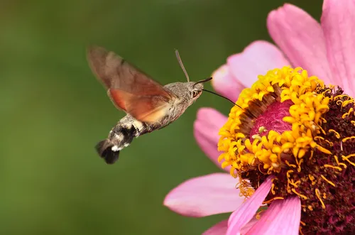 Humming-bird Hawk-moth - photo 8