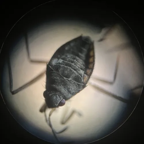 Husseyella turmalis
