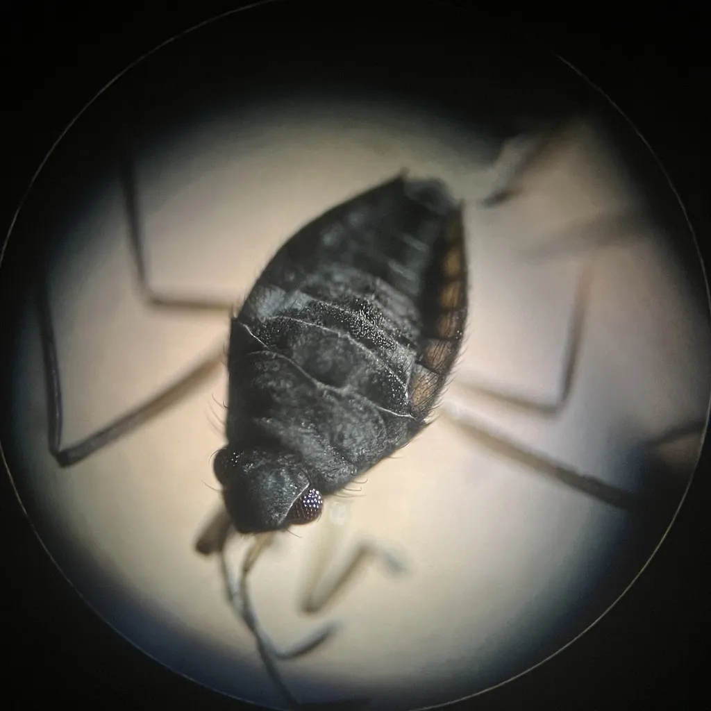 Husseyella turmalis - photo 2