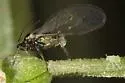 Fenel Aphid