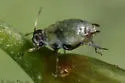 Fenel Aphid - photo 2