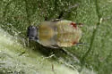 Fenel Aphid - photo 3