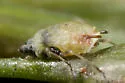 Fenel Aphid - photo 4