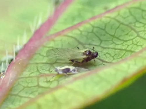 Hyadaphis passerinii - photo 2