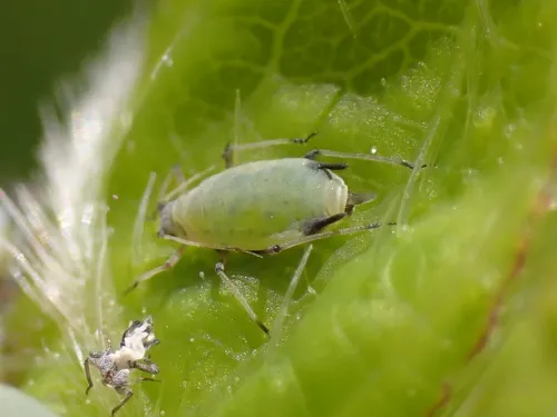 Hyadaphis passerinii - photo 3