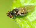 Hyadina albovenosa