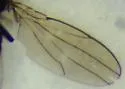 Hyadina albovenosa - photo 5