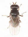 Hyadina furva