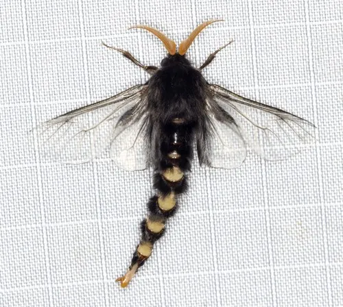 Common Leaf Case Moth