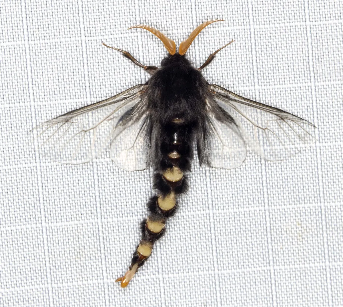 Common Leaf Case Moth - photo 3