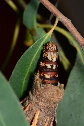 Common Leaf Case Moth - photo 5