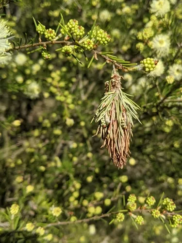 Common Leaf Case Moth - photo 7