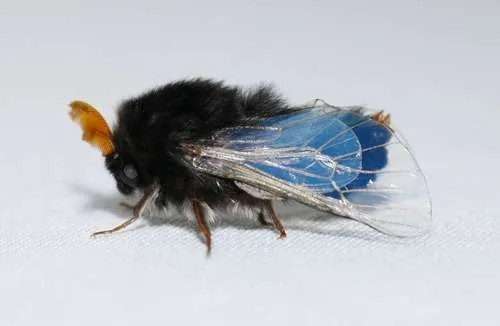 Common Leaf Case Moth - photo 8