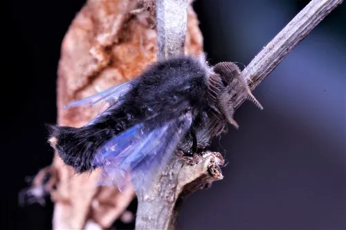 Ribbed Case Moth - photo 4