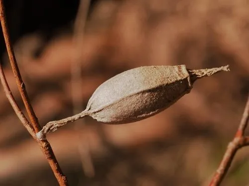 Ribbed Case Moth - photo 5
