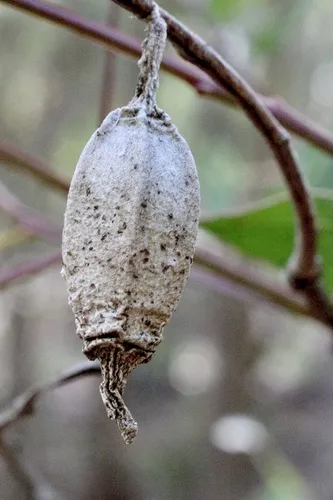 Ribbed Case Moth - photo 6