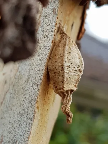 Ribbed Case Moth - photo 7