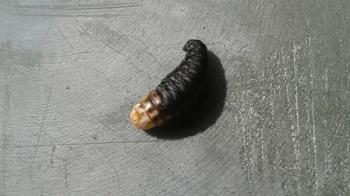 Ribbed Case Moth - photo 8