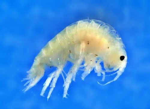 Hyalella azteca