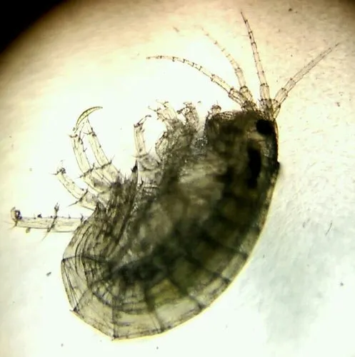 Hyalella azteca - photo 5