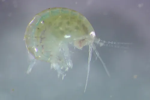 Hyalella azteca - photo 6