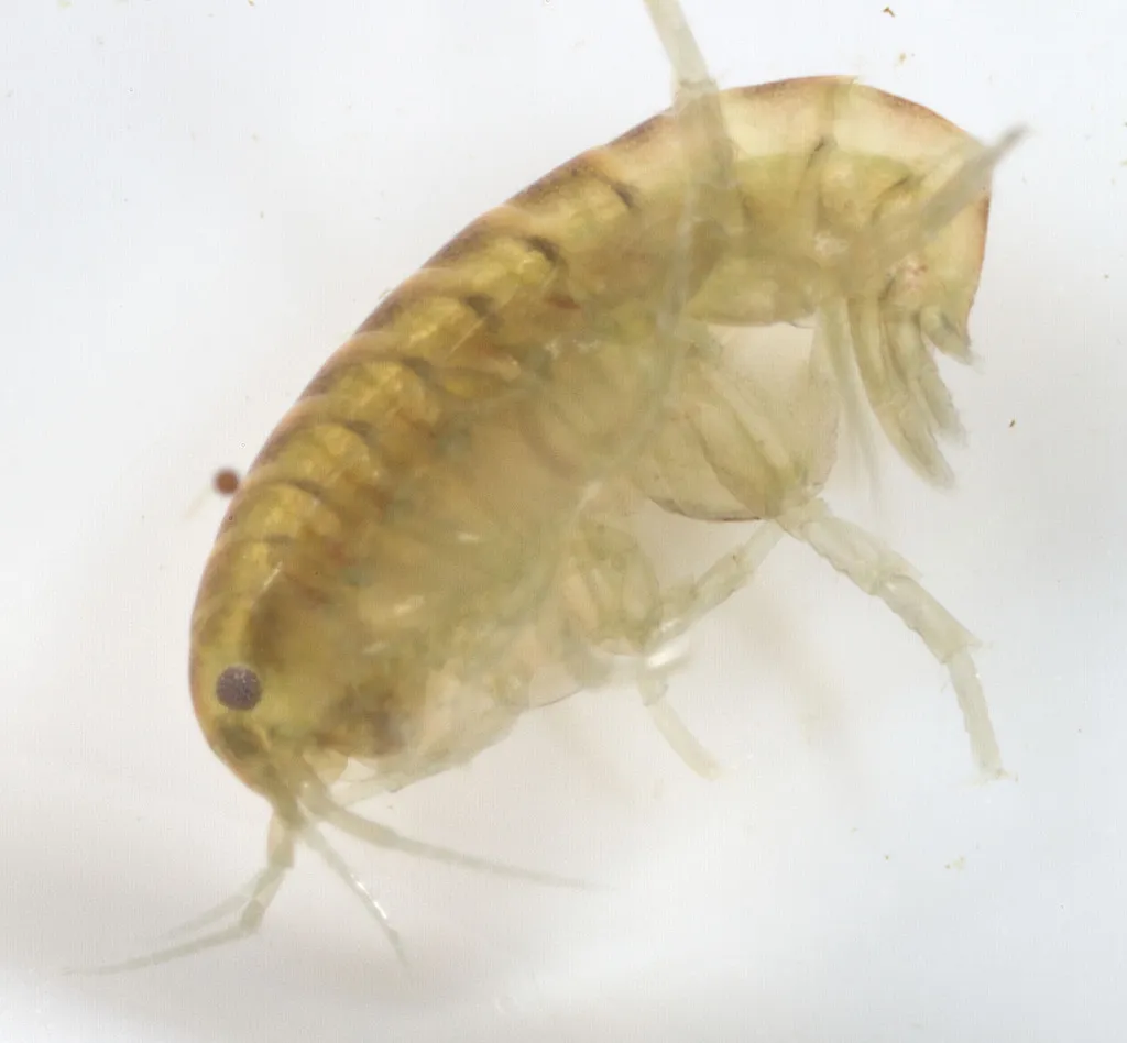 Hyalella wellborni - photo 2