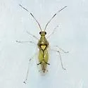 Hyaliodes brevis - photo 2