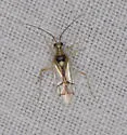 Hyaliodes brevis - photo 3