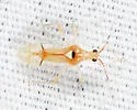 Hyaliodes brevis - photo 4