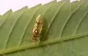 Hyaliodes harti