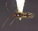 Hyaliodes harti - photo 2
