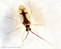 Hyaliodes harti - photo 3