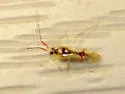 Hyaliodes harti - photo 4