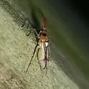 Hyaliodes harti - photo 5