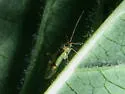 Hyaliodes vitripennis