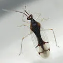 Hyaliodes vitripennis - photo 2