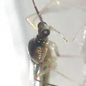 Hyaliodes vitripennis - photo 3