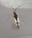 Hyaliodes vitripennis - photo 4