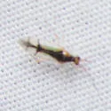 Hyaliodes vitripennis - photo 5