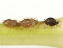Hyalomyzus eriobotryae - photo 2