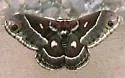 Columbia Silkmoth - Hodges#7768