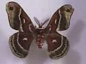 Columbia Silkmoth - Hodges#7768 - photo 2