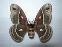 Columbia Silkmoth - Hodges#7768 - photo 4