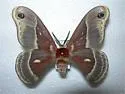 Columbia Silkmoth - Hodges#7768 - photo 5