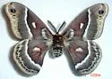 Glover's Silkmoth - Hodges#7769