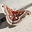 Glover's Silkmoth - Hodges#7769 - photo 2