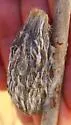 Glover's Silkmoth - Hodges#7769 - photo 4