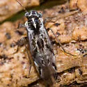 Hyalopsocus floridanus