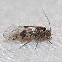 Hyalopsocus floridanus - photo 4