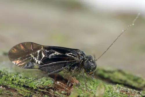 Hyalopsocus morio